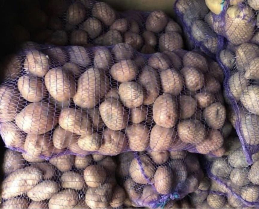 Домашня картопля