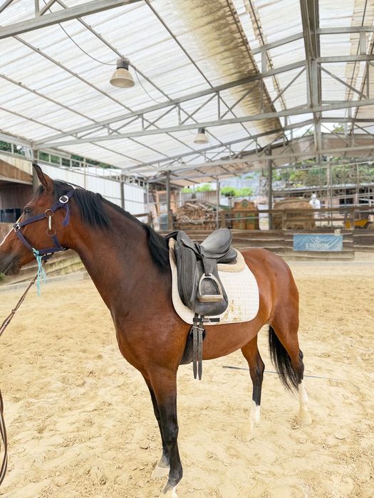 Cavalo PSL 3 anos