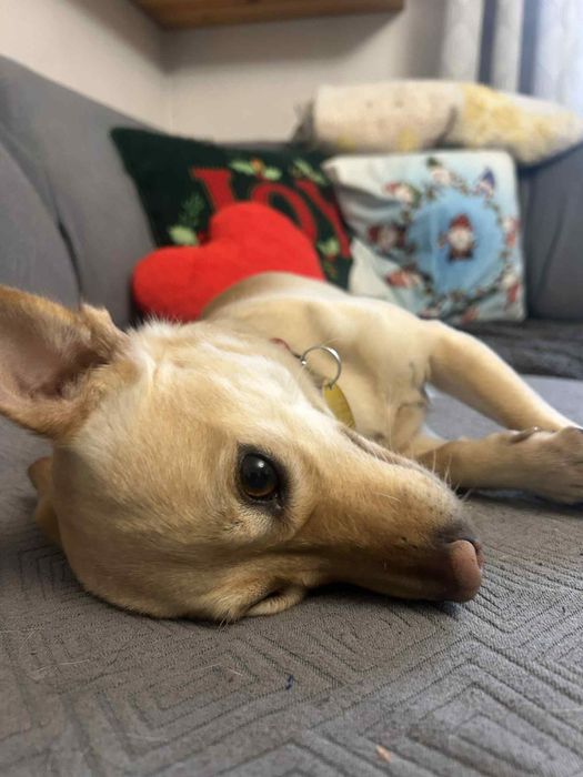 Daisy i Sofii szukaja domków