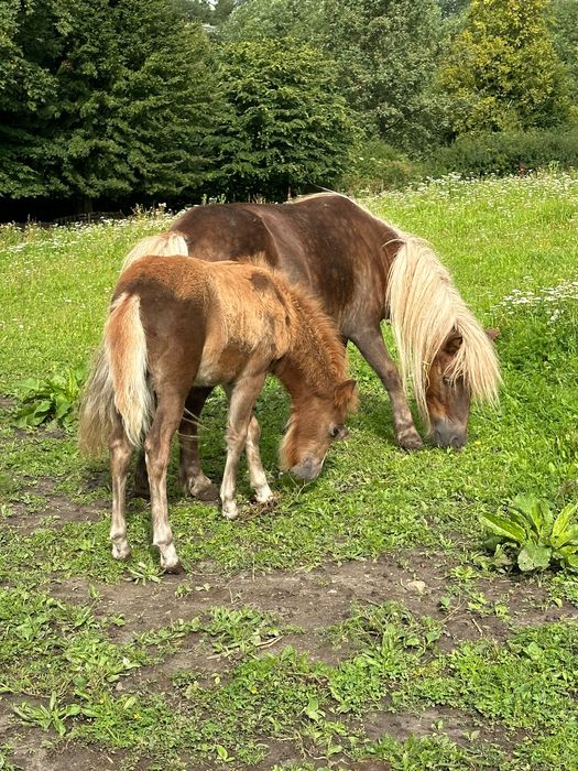 Parka kucy 50% Walijski Klaczka i Ogierek   odsadki z 2025 roku .