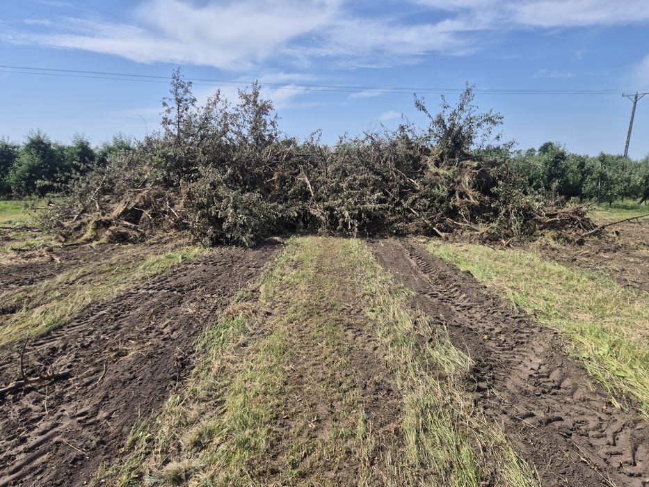 Oddam drzewo na opal.