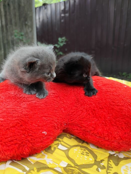 Отдам котят бесплатно