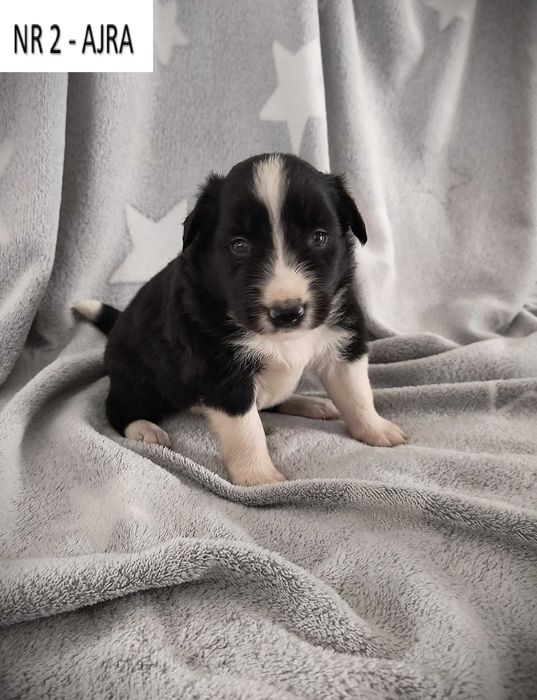 Piękna suczka Border Collie – Czarno-biała nr 2 - AJRA