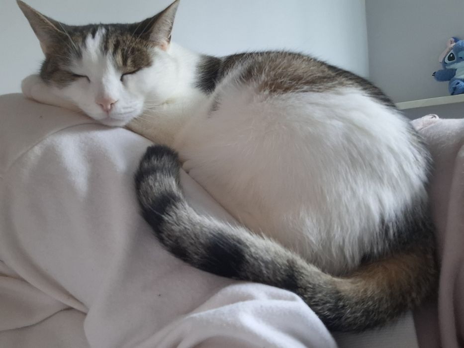 Oddam kotkę za darmo