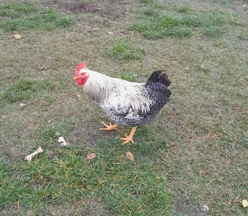 Kogut czubatek młody