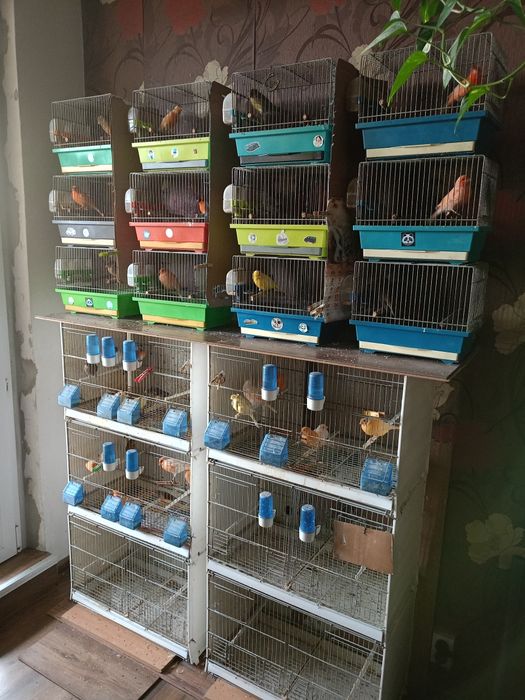 Kanarki kolorowe żołte i czerwone.