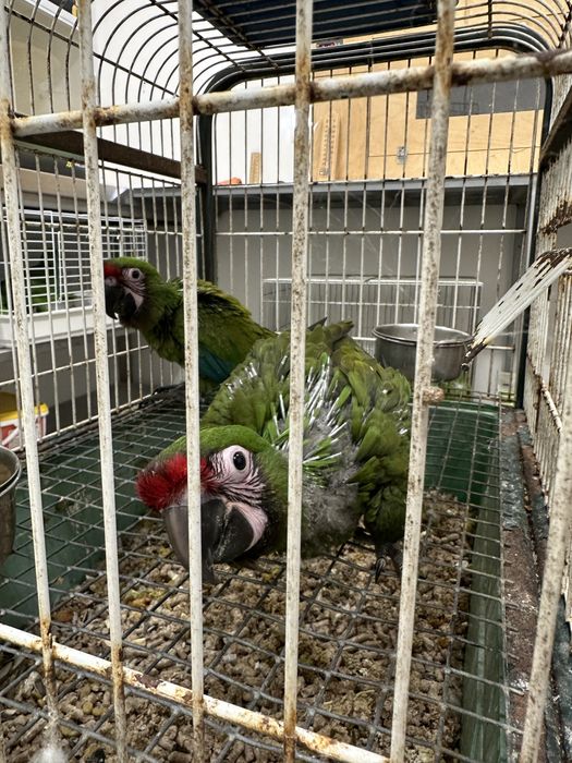 Arara Militar bebe