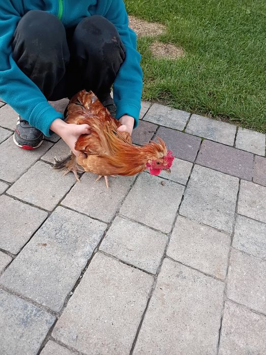 Kuraki  liliputki, pięciomiesięczne