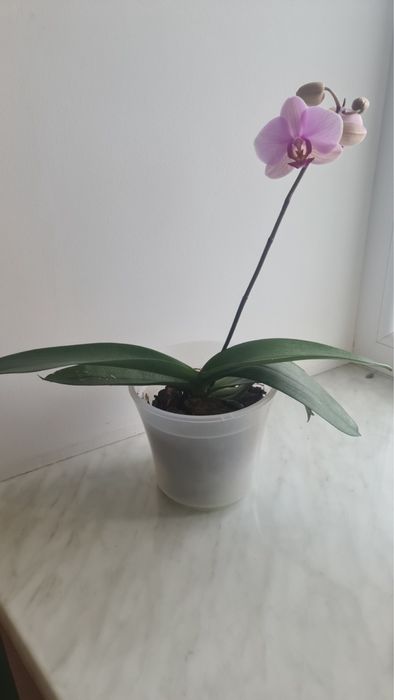 Вашингтон орхідея фаленопсис