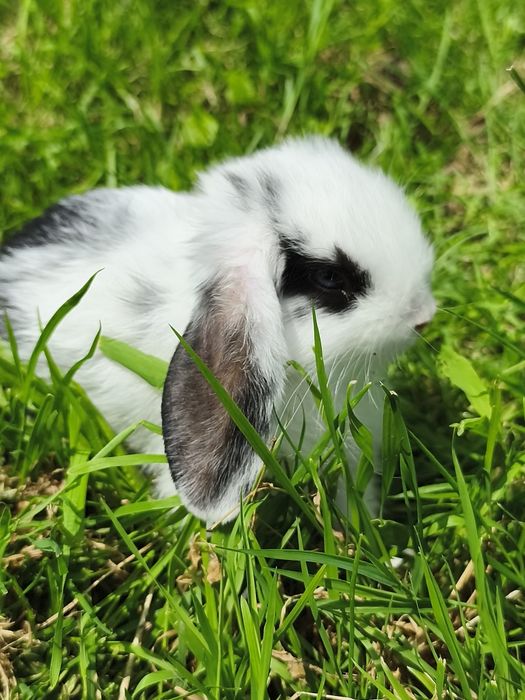 Królik mini lop baranek