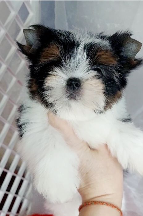 Мини и стандарт детки  бивер йорк  до 2 кг