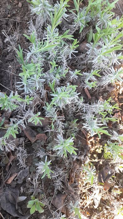 Лаванда однорічні саджанці