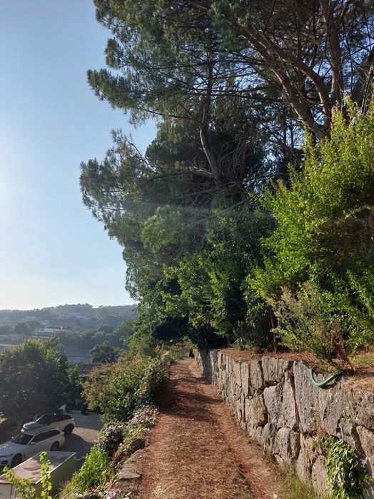 Ofereço 11 pinheiros de grande porte