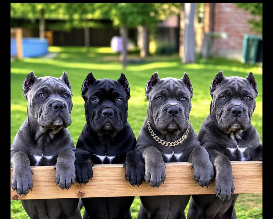 Купірувані щеночки-Cane corso
