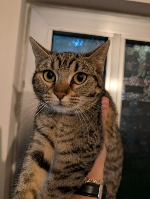 Dou gato com 7 meses