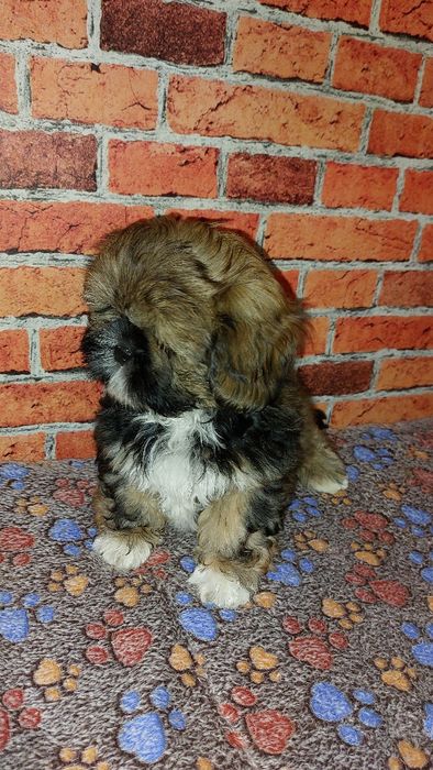 Piesek   Shih-tzu
