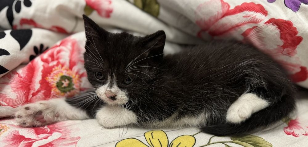 Віддамо котиків в добрі руки