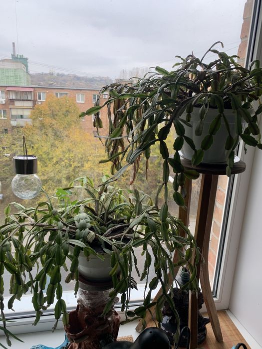 Декабрист, велика рослина