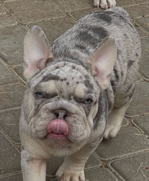 Мини французы биг роп вельвет голубые глаза!ВИП