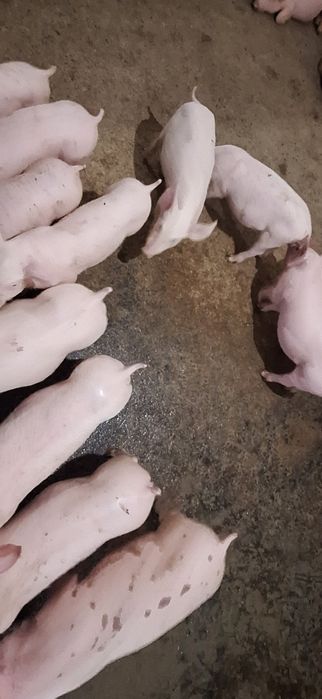 Продам поросята різної породи 7000грн за пару с.Зелений Гай