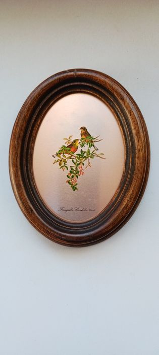Par de quadrinhos Aves