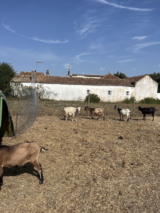 11 cabras e um chibo