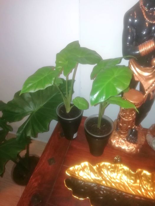 Комнатные растения  , Регал Шилд, алоказия Портодора, хлорофитум