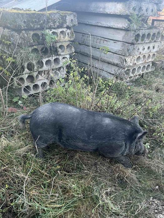 Продам свині кармал