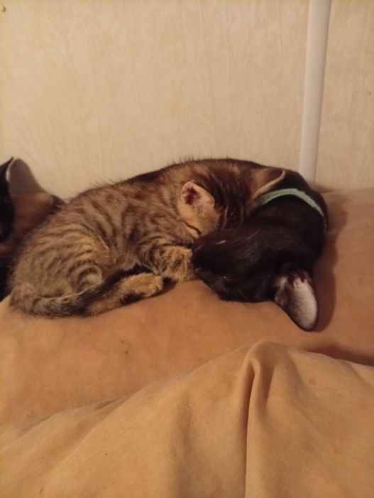 Dois machos para adoptar