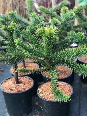 Araukaria Chilijska 50-60 cm Cena 350 zł