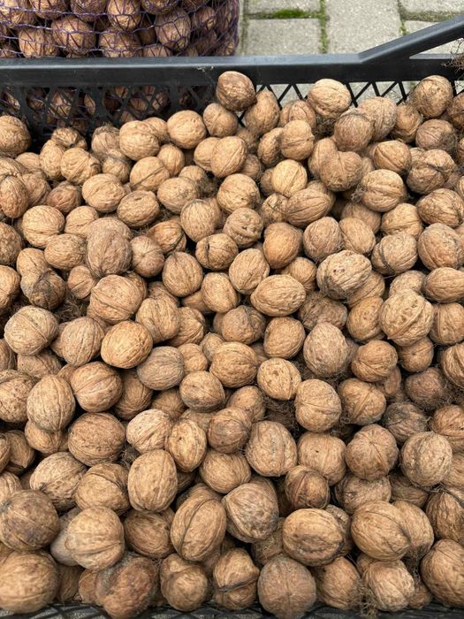 Orzechy włoskie tegoroczne