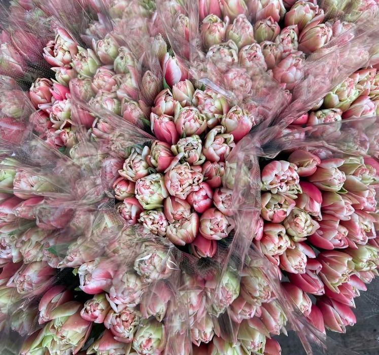 Цибулини тюльпанів на кг