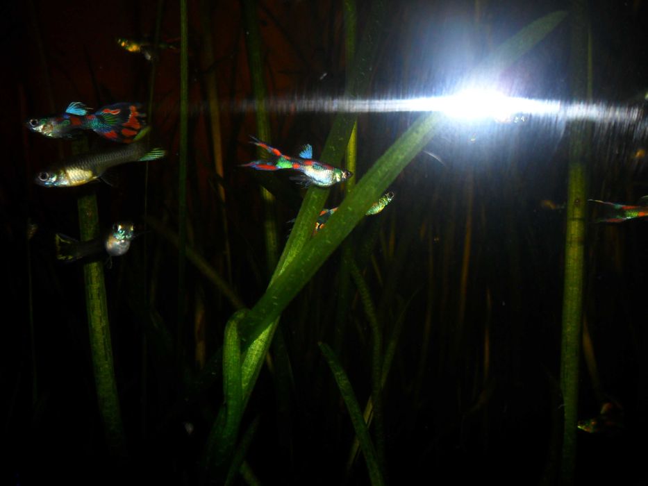 Гуппи,аквариумные растения.