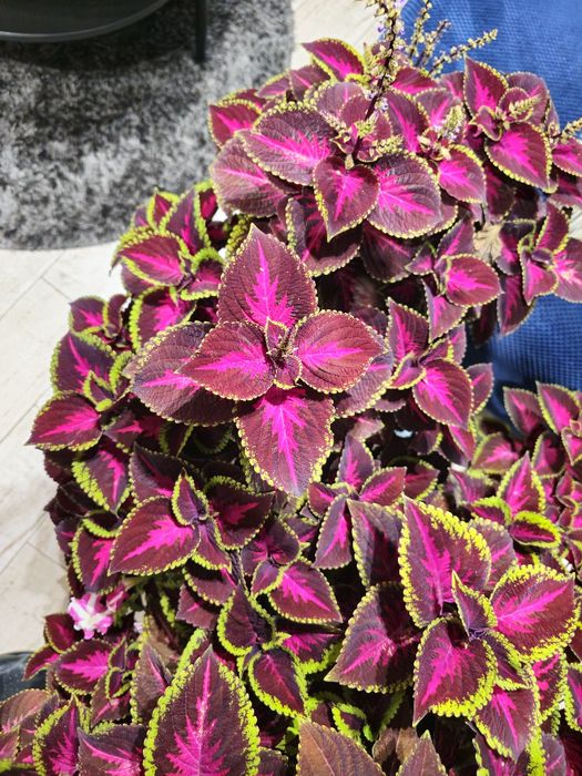 Pokrzywa ozdobna  koleus