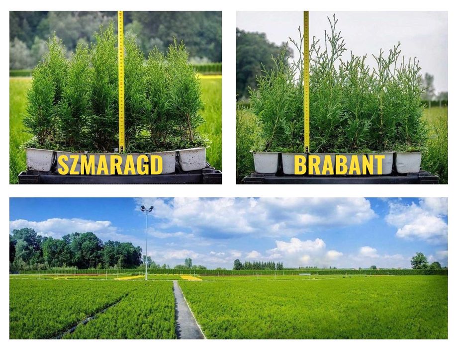 Tuja tuje Szmaragd i Brabant 30 - 50 cm DOSTAWA GRATIS