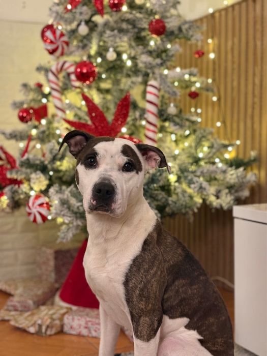 Para adocao- Cadela pitbull staffordshire