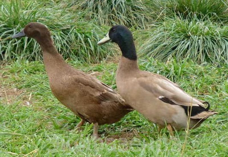 Інкубаційні яйця