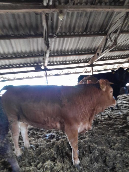 Giełda zwierząt - Rolnictwo