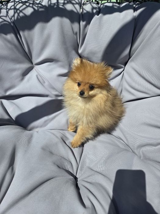 Pomeranian boo aktualne