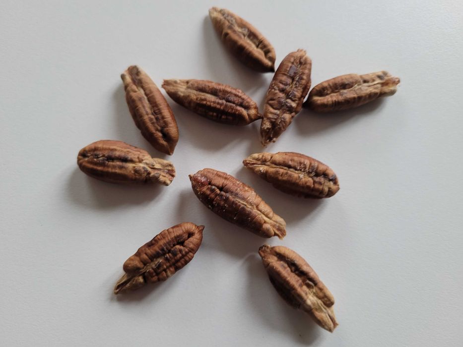 PALMA daktylowa Medjool - DUŻE DAKTYLE nasiona palmy