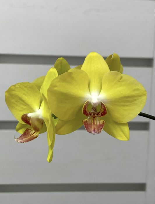 Орхідея NCK Abel
