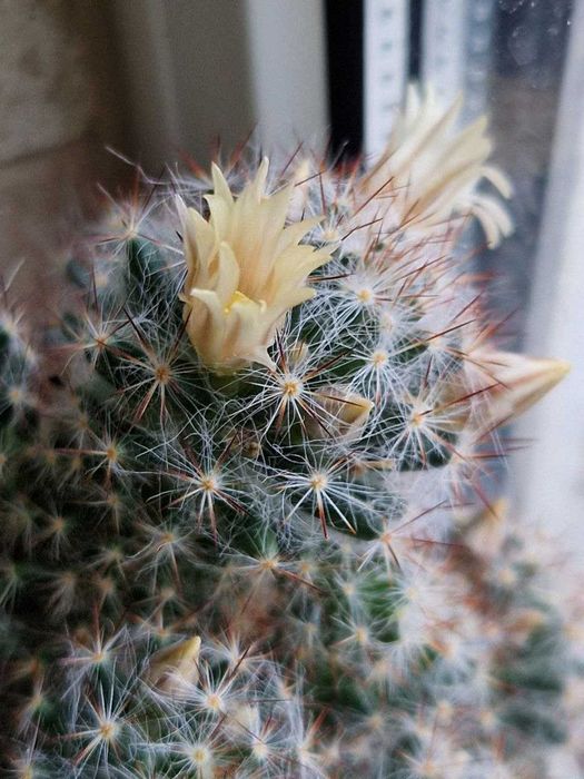 Кактусы. Комнатные растения