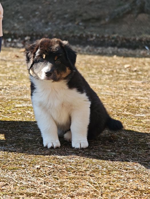 Owczarek australijski