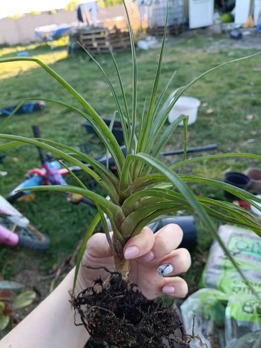 tillandsia strictwa oplątwa
