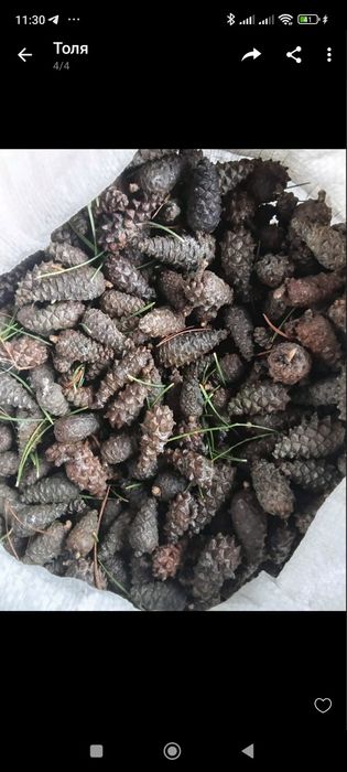 Соснові  закриті шишки( звичайна сосна) 35 грн