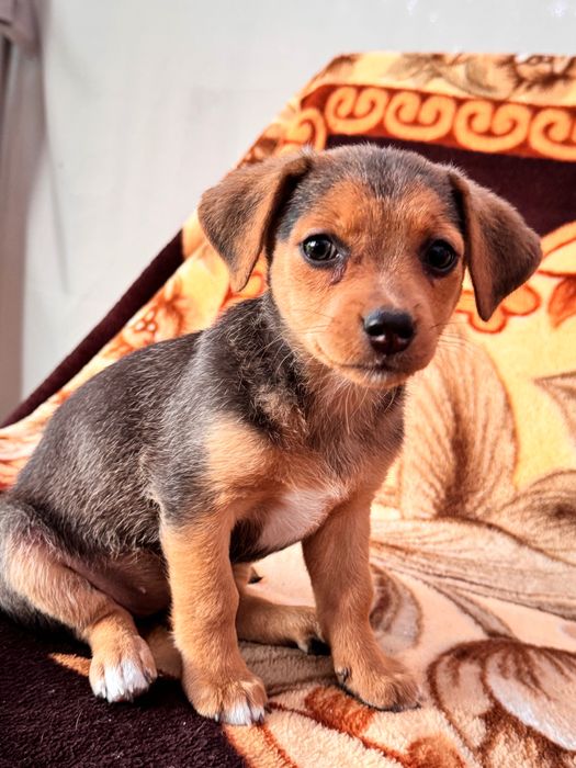 Собачки в добрі руки