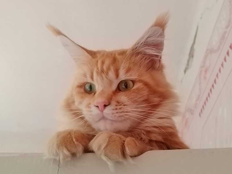 Кошенята мейн-куна,  дівчинки, Ужгород