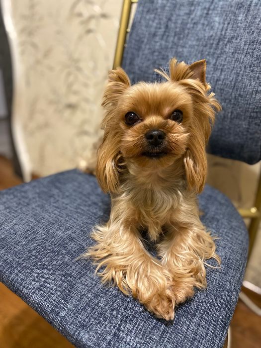 Вʼязка Йоркшерського Терʼєра