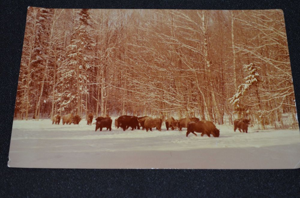Zubr Bison bonasus pocztówka