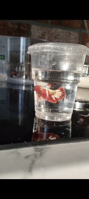 Betta Bojownik sklep zoologiczny Pirania Olsztyn wysyłka